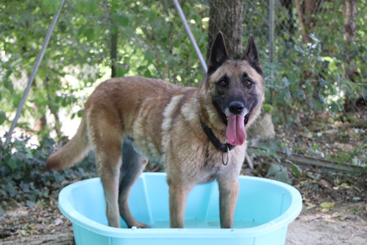 Hulk - Chien Berger Belge Malinois à adopter - photo 3