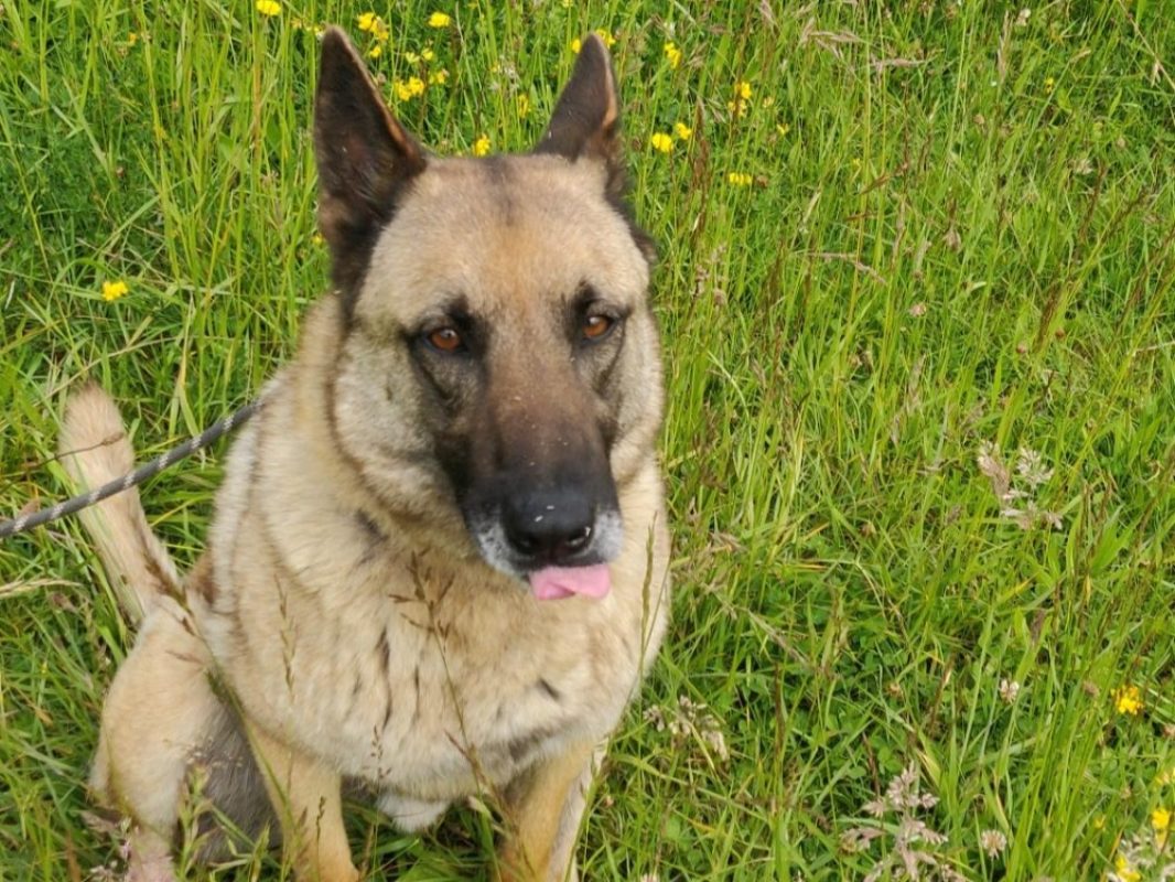 Hulk - Chien Berger Belge Malinois à adopter - photo 4