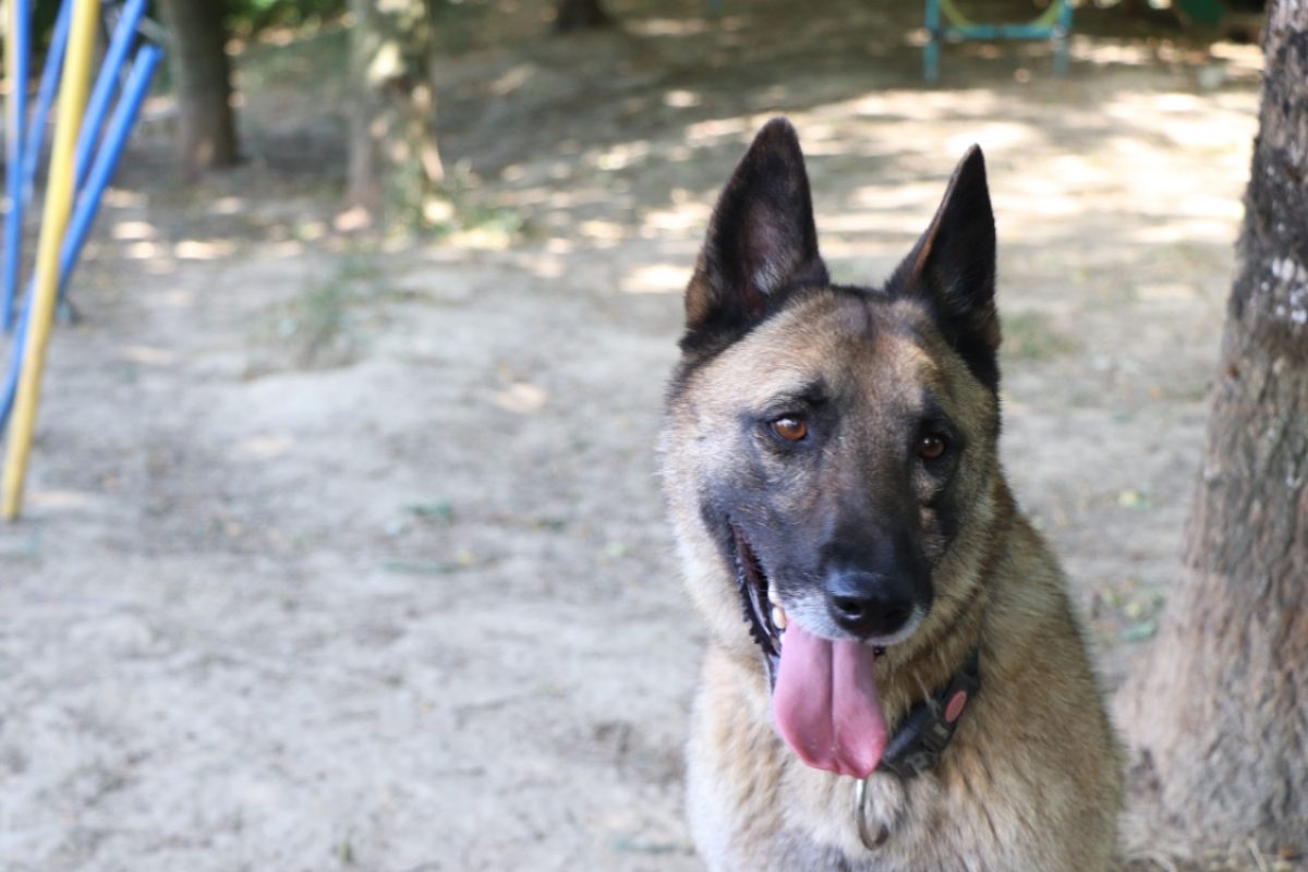 Hulk - Chien Berger Belge Malinois à adopter - photo 5