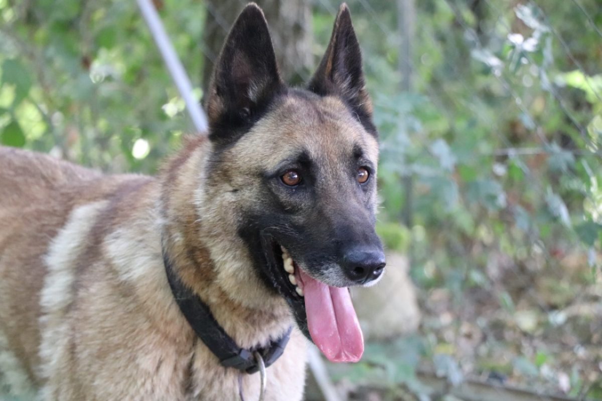 Hulk - Chien Berger Belge Malinois à adopter - photo 6