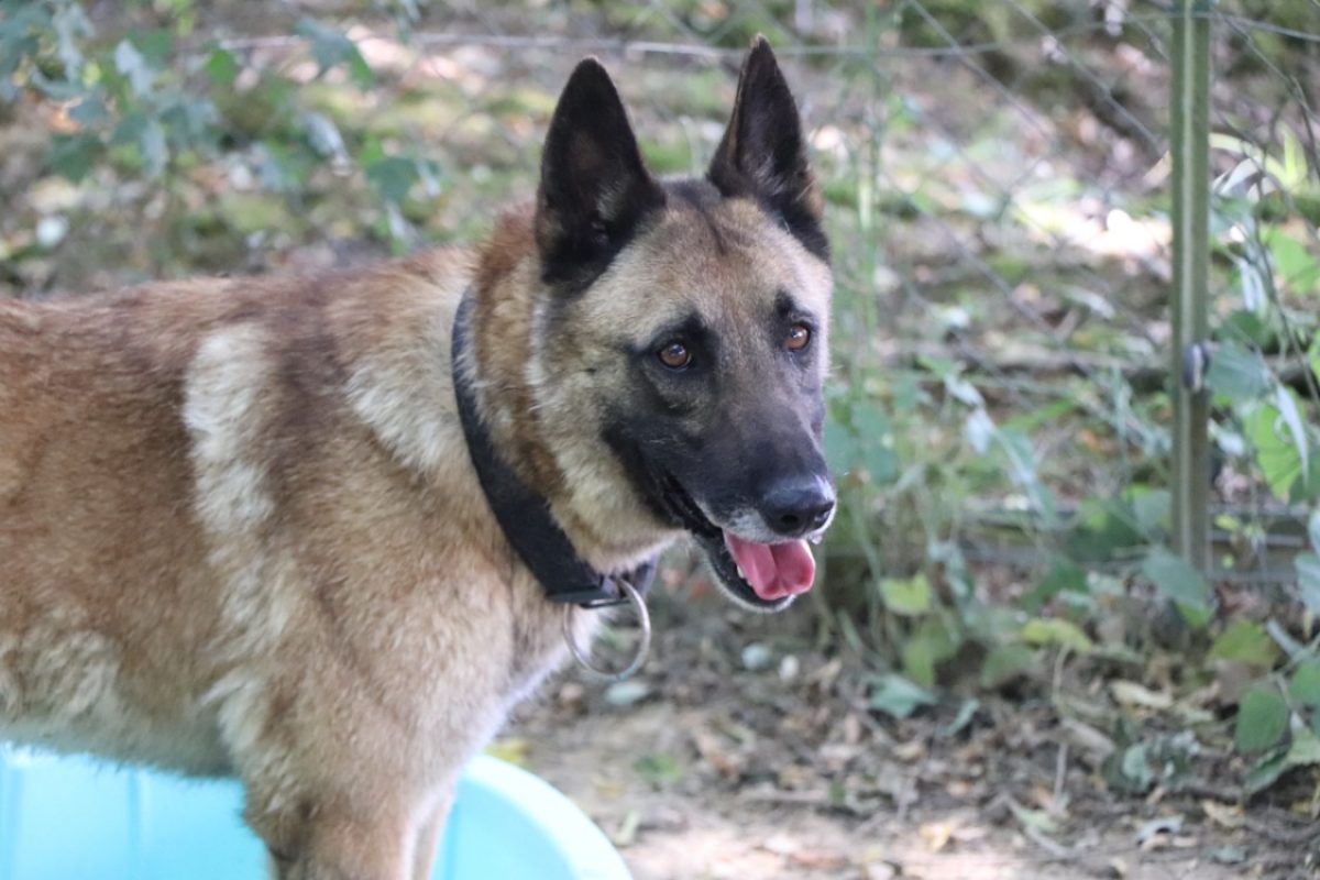 Hulk - Chien Berger Belge Malinois à adopter - photo 7