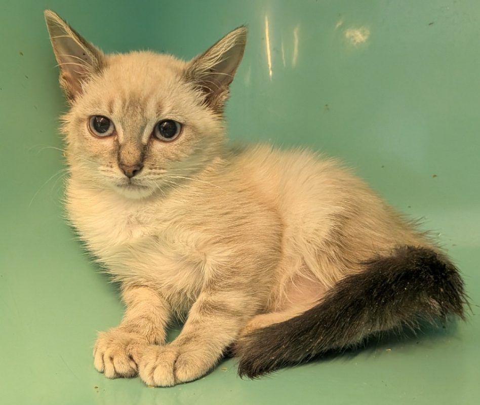 Zaho - Chat Européen à adopter