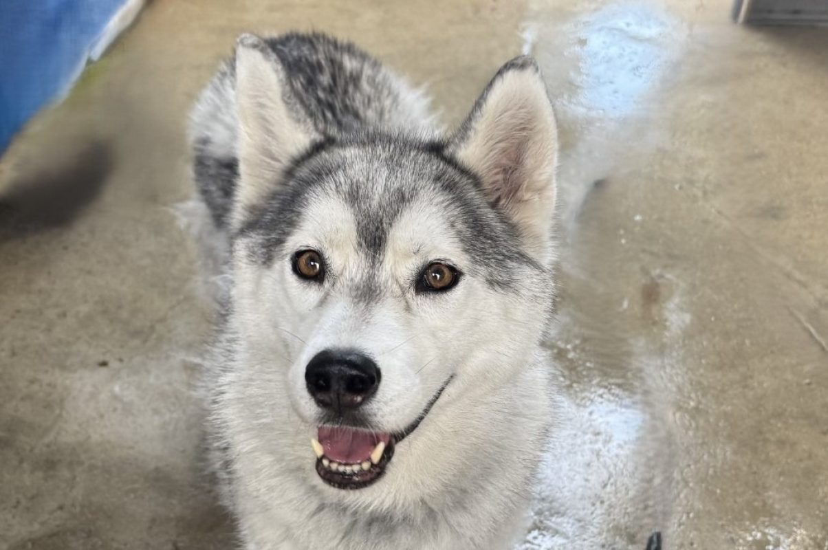 Havana a trouve sa famille - Chien Husky Sibérien à adopter