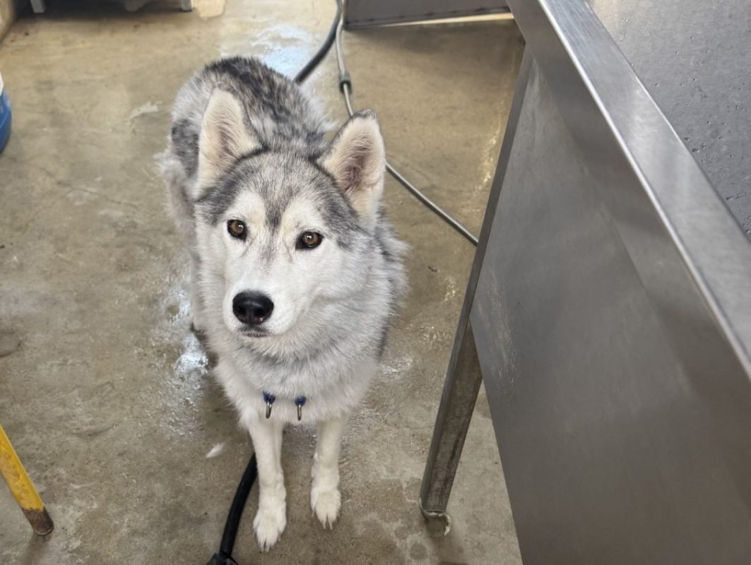 Havana a trouve sa famille - Chien Husky Sibérien à adopter - photo 2