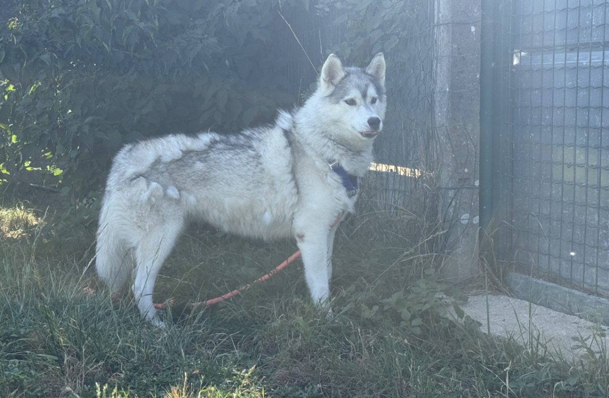 Havana a trouve sa famille - Chien Husky Sibérien à adopter - photo 3