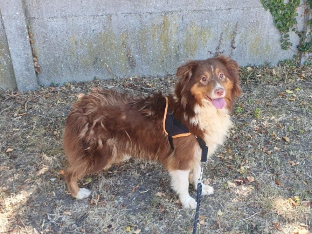 Teepee - Chien à adopter