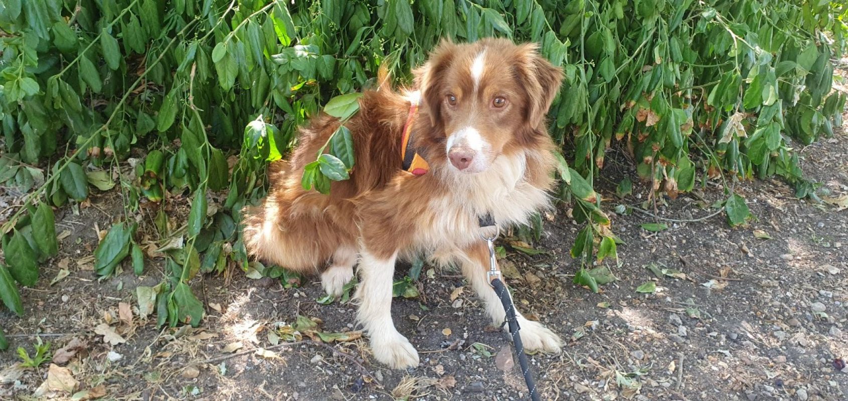 Uber - Chien Berger Américain Miniature à adopter