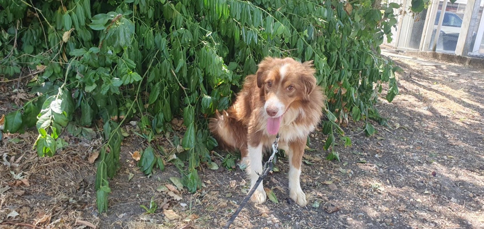 Uber - Chien Berger Américain Miniature à adopter - photo 2