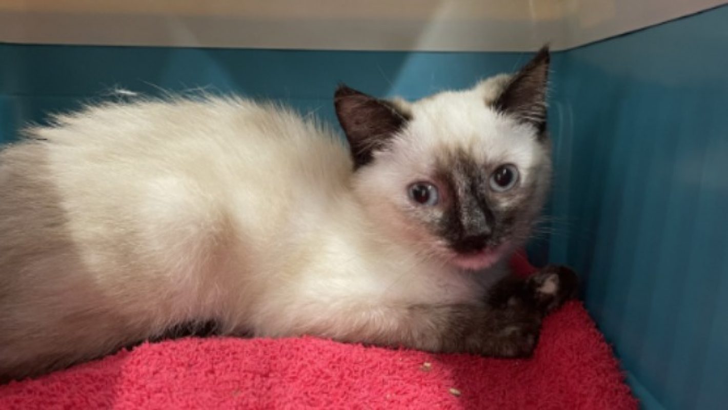 Catpuccino - Chat Européen à adopter