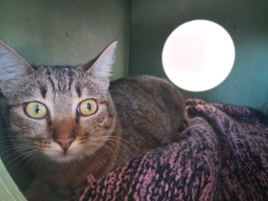 Dormeuse - Chat Européen à adopter