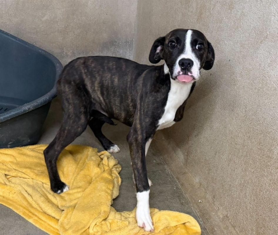 Jimmy - Chien Bouledogue Américain à adopter