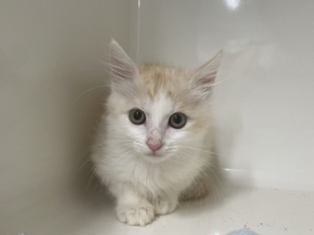 Oups - Chat Européen à adopter