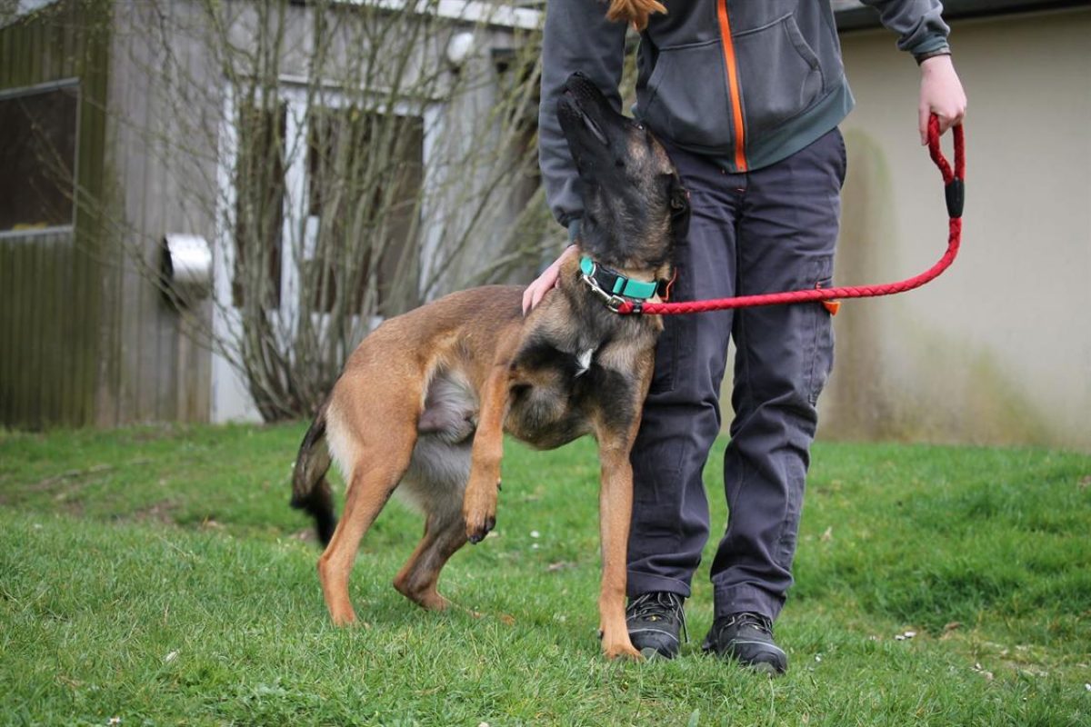 P'tit lu - Chien à adopter - photo 3