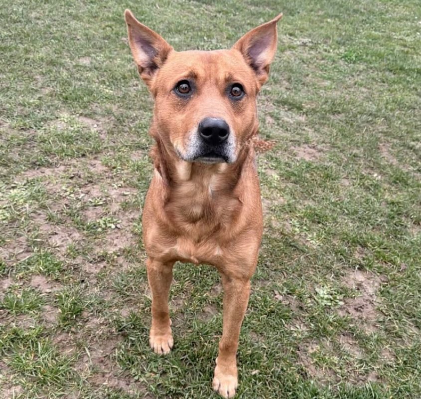Dingo - Chien à adopter