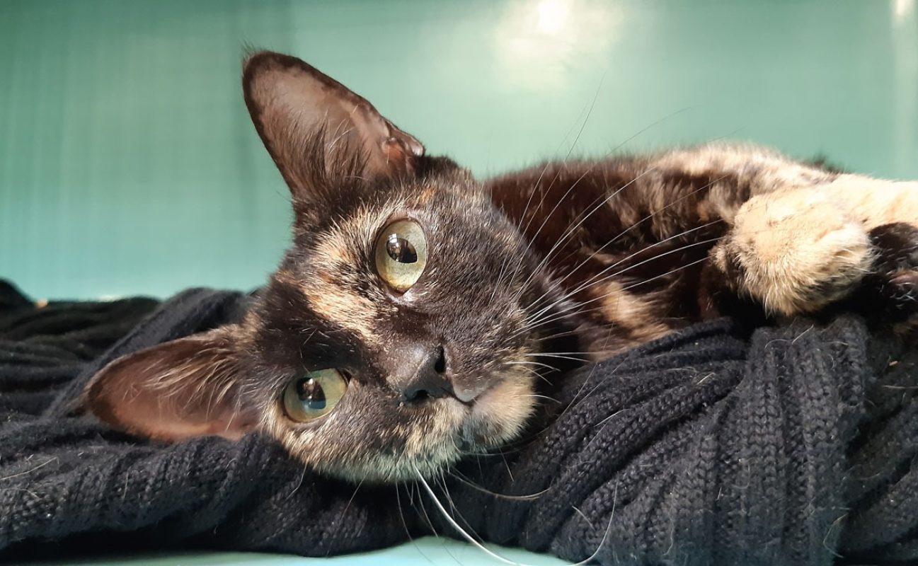 Noisette - Chat Européen à adopter