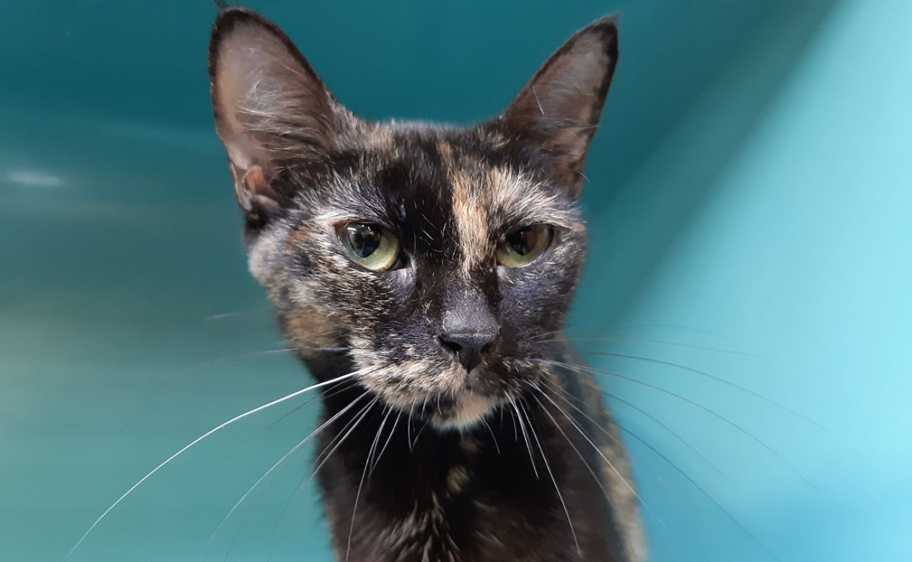 Noisette - Chat Européen à adopter - photo 2