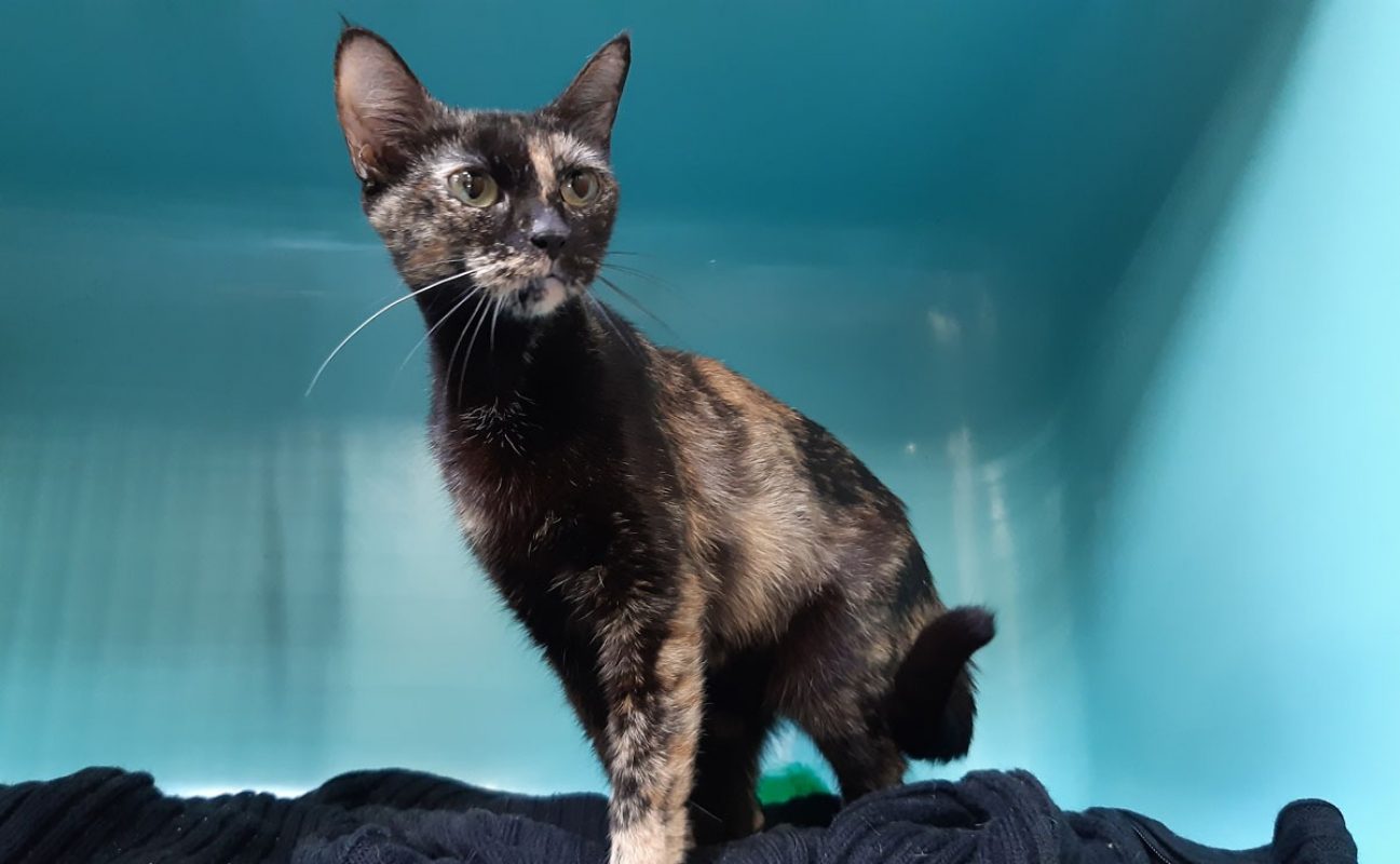 Noisette - Chat Européen à adopter - photo 3