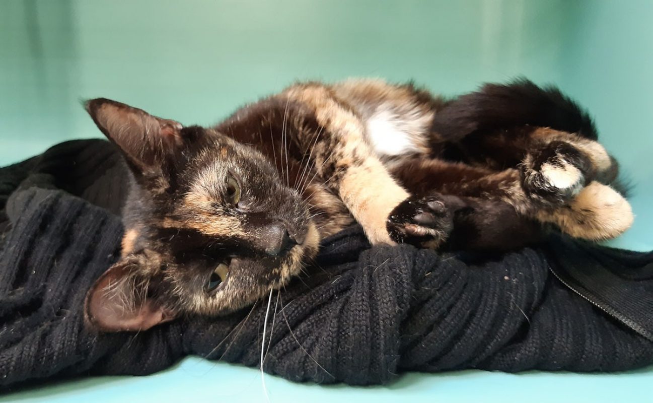 Noisette - Chat Européen à adopter - photo 4