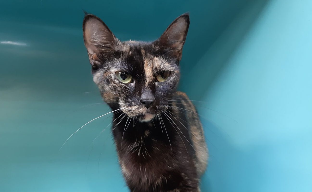 Noisette - Chat Européen à adopter - photo 6