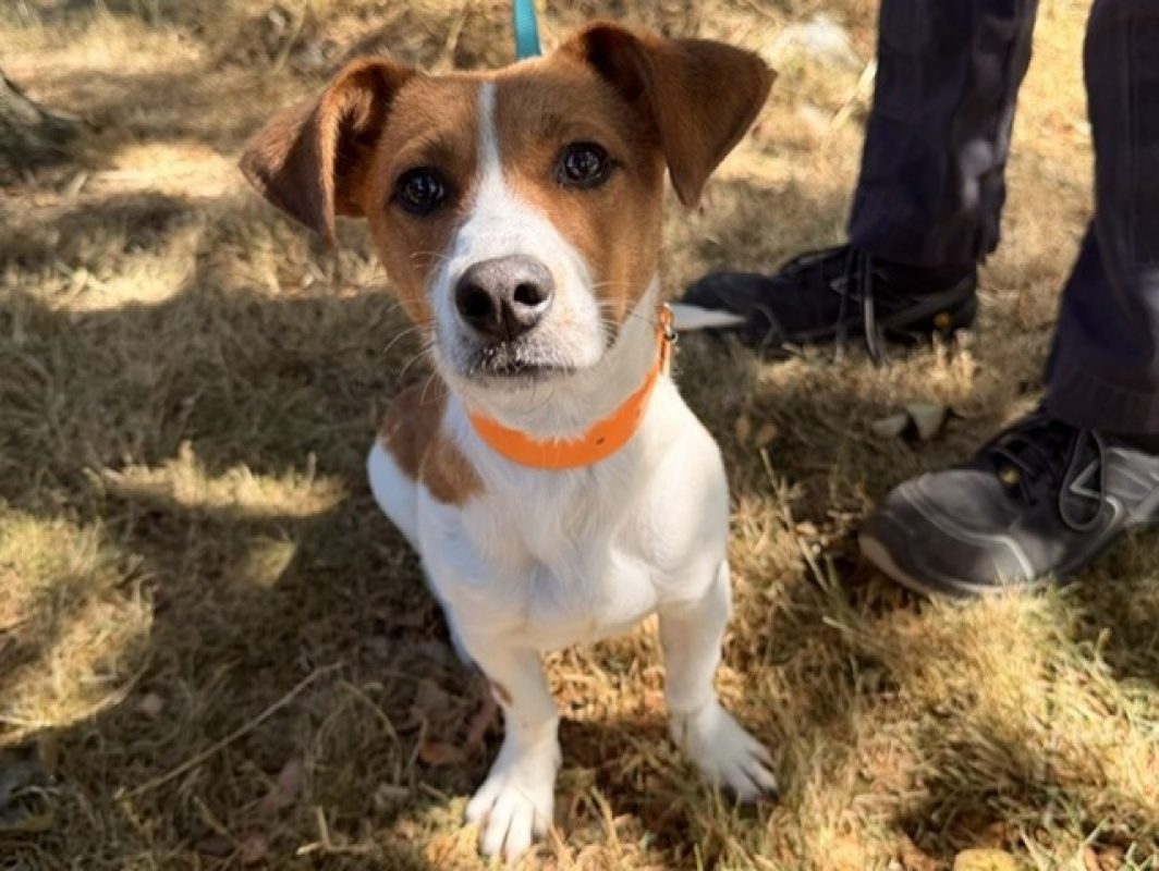 Vasco - Chien à adopter