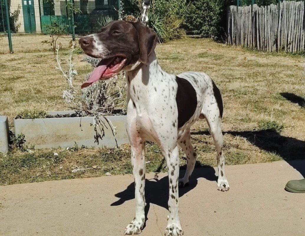 Taco - Chien Braque allemand à poil court à adopter