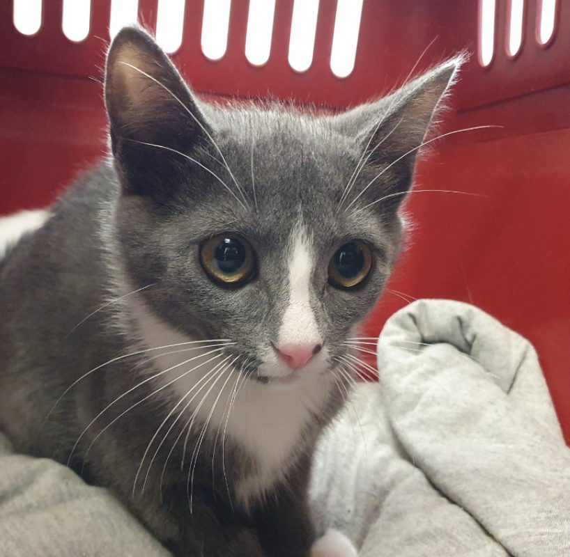 June - Chat Européen à adopter