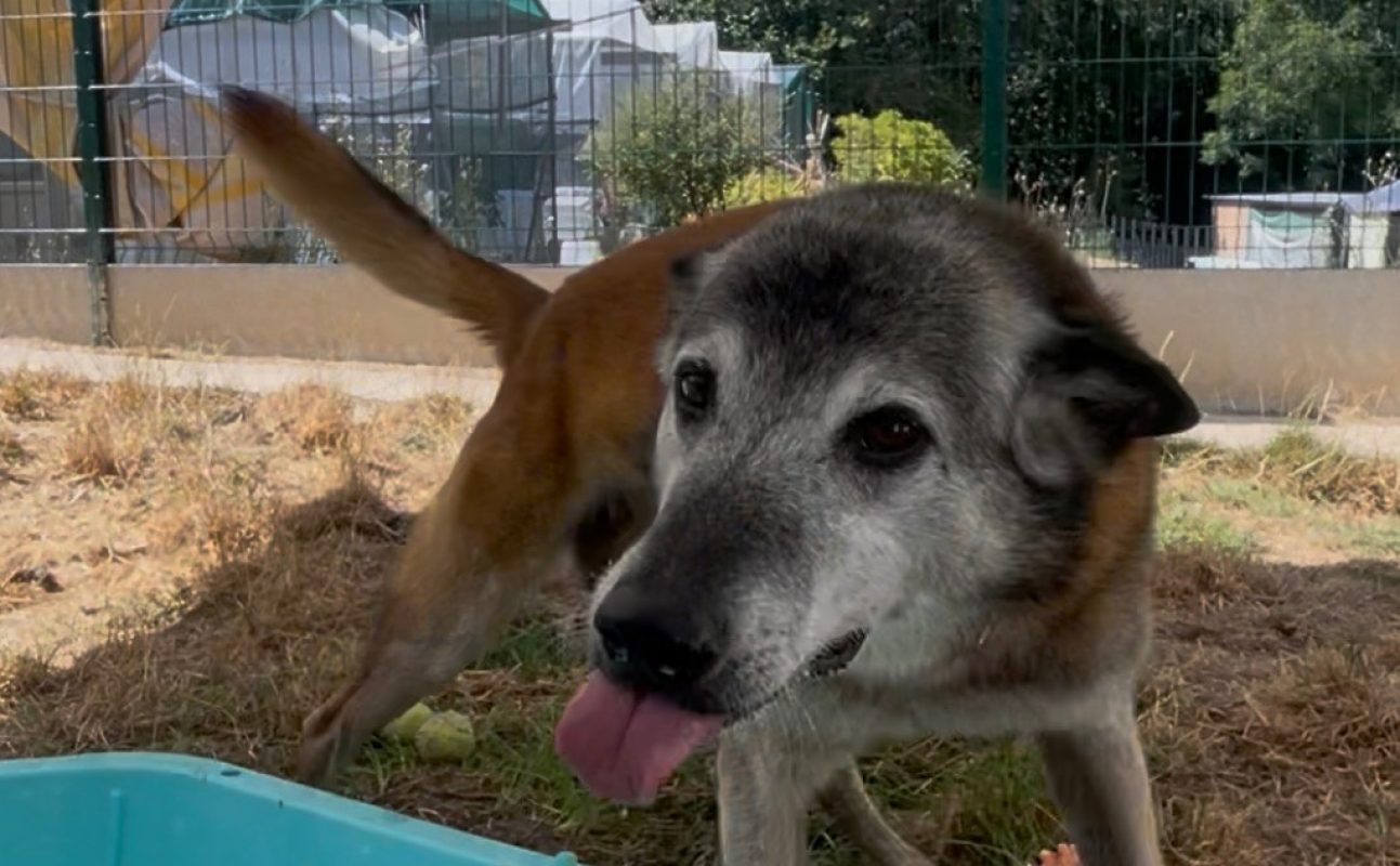Jigger - Chien Berger Belge Malinois à adopter