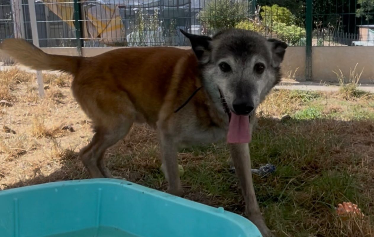 Jigger - Chien Berger Belge Malinois à adopter - photo 2