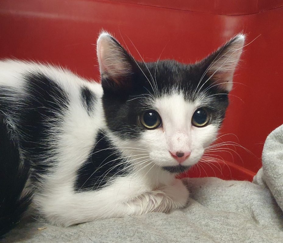 Roll - Chat Européen à adopter