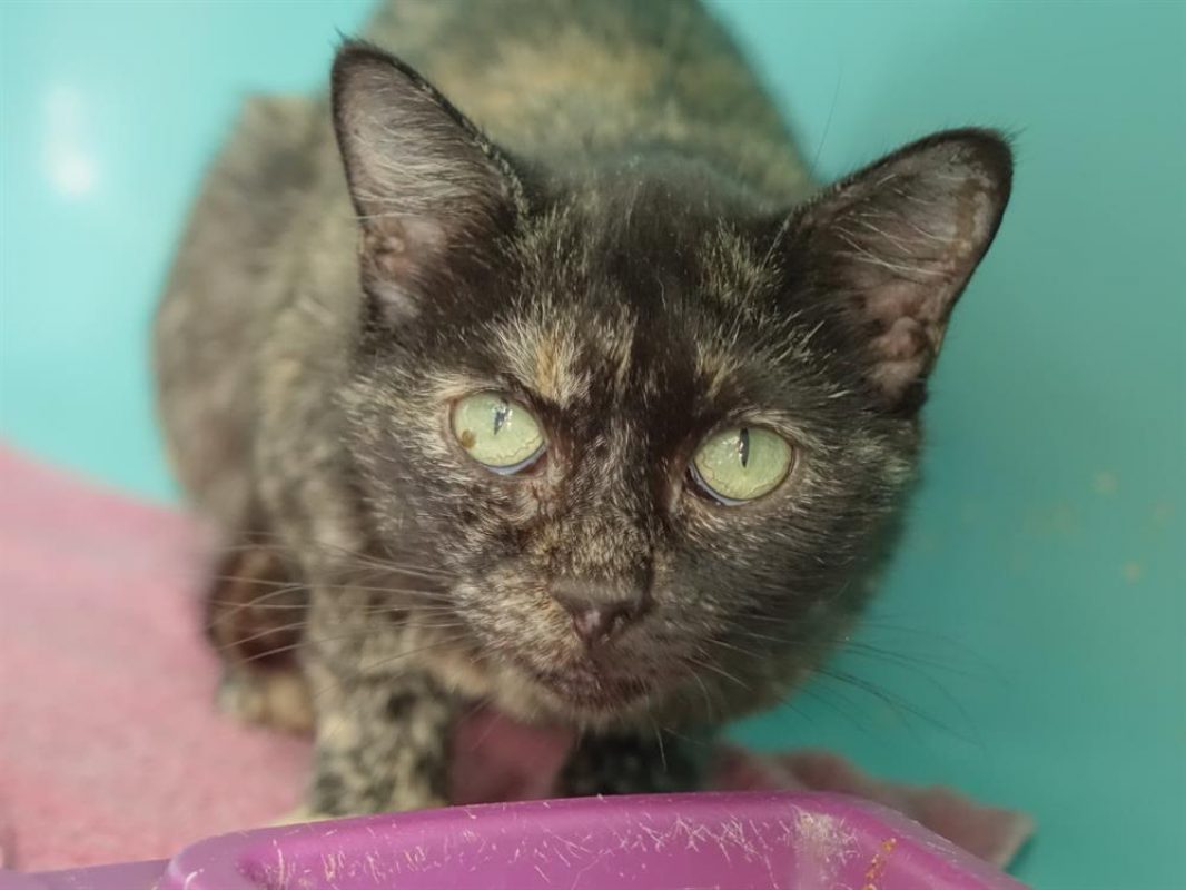 Sunrise - Chat Européen à adopter