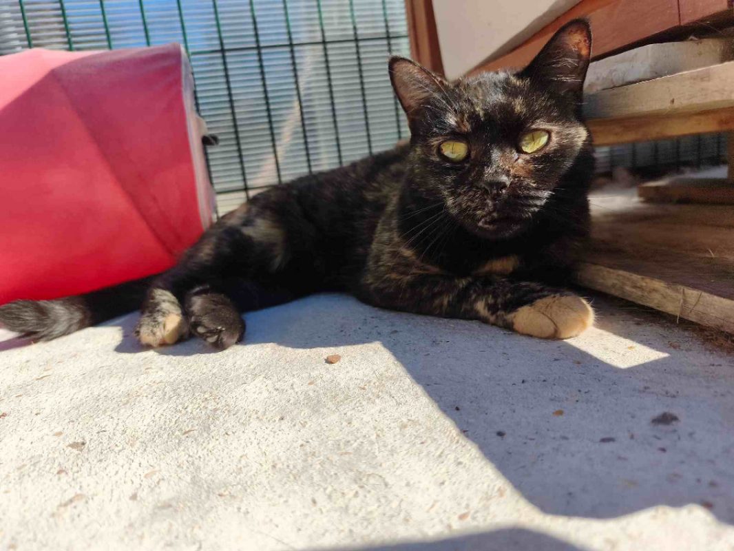 Sunrise - Chat Européen à adopter