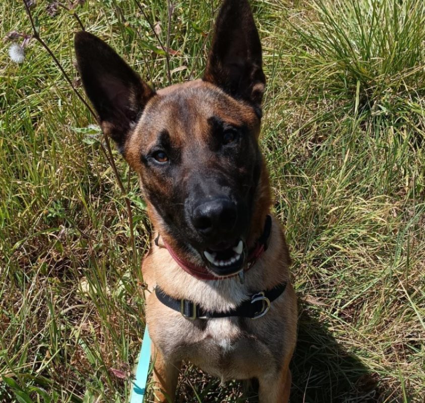 Shanks - Chien Berger Belge Malinois à adopter