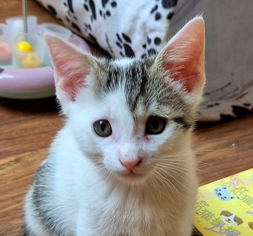 Fire - Chat Européen à adopter