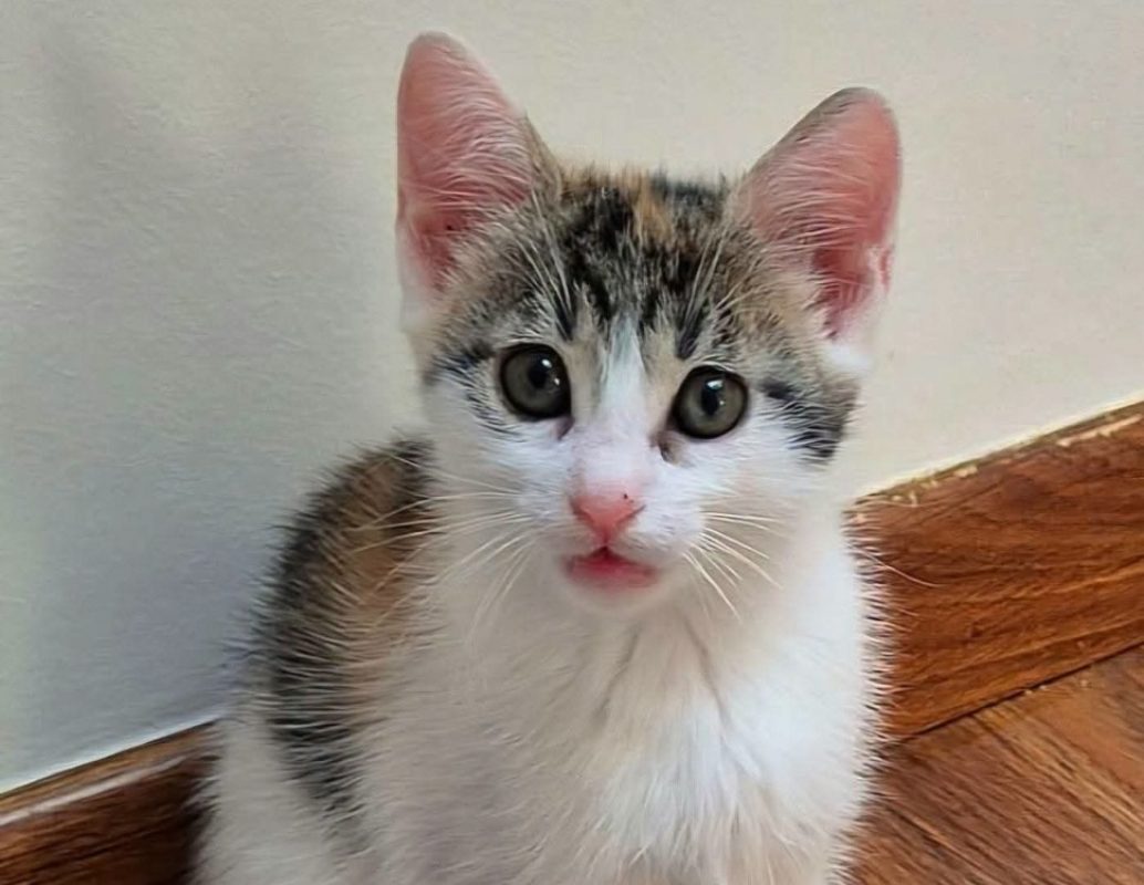 Lau - Chat Européen à adopter