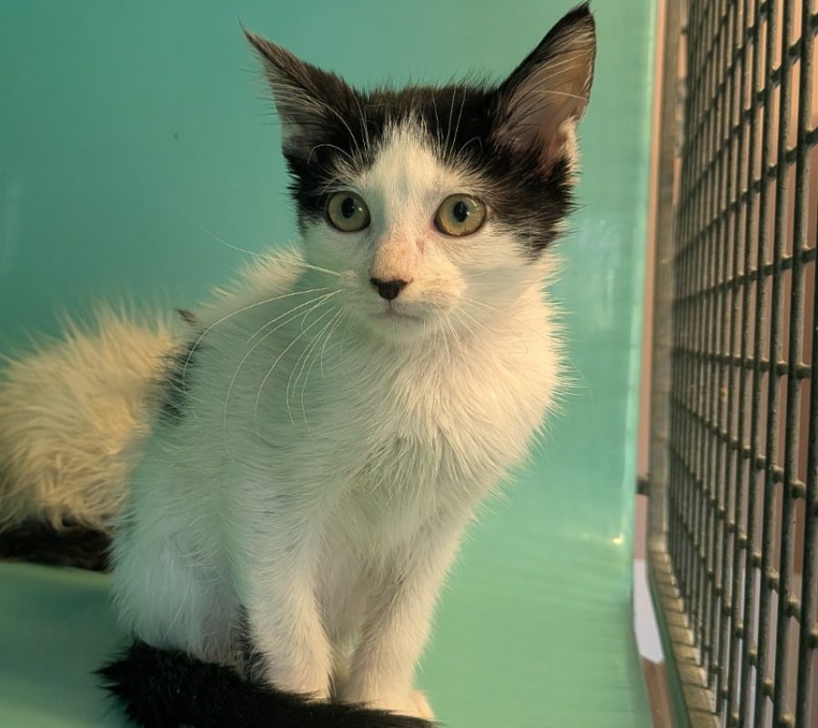 Noodle - Chat Européen à adopter