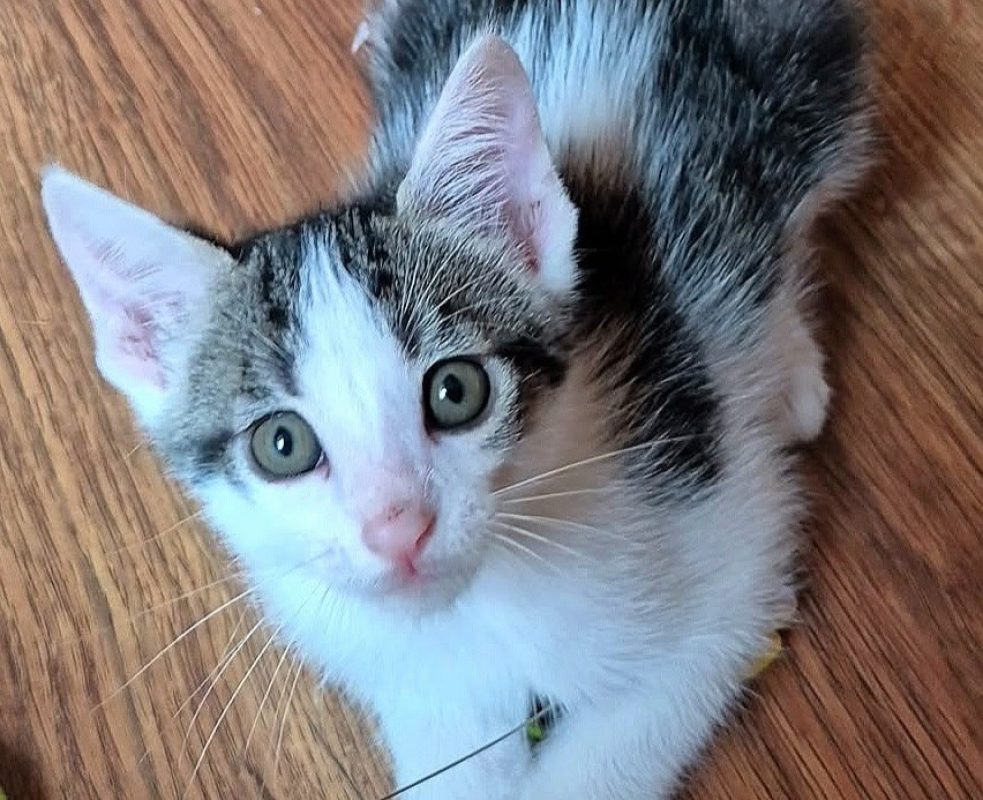 Kater - Chat Européen à adopter