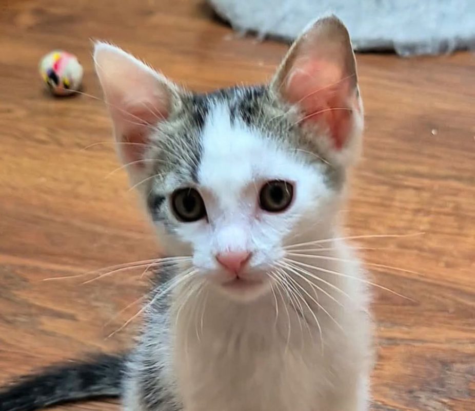 Four - Chat Européen à adopter