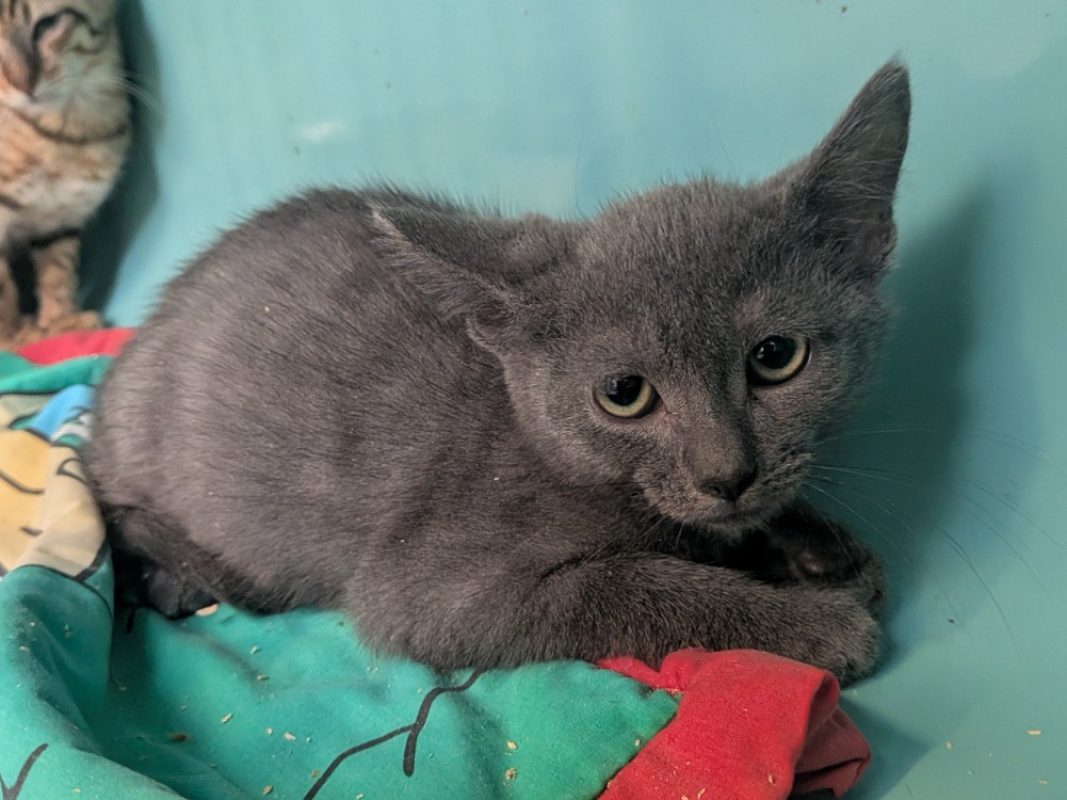 Mike - Chat Européen à adopter