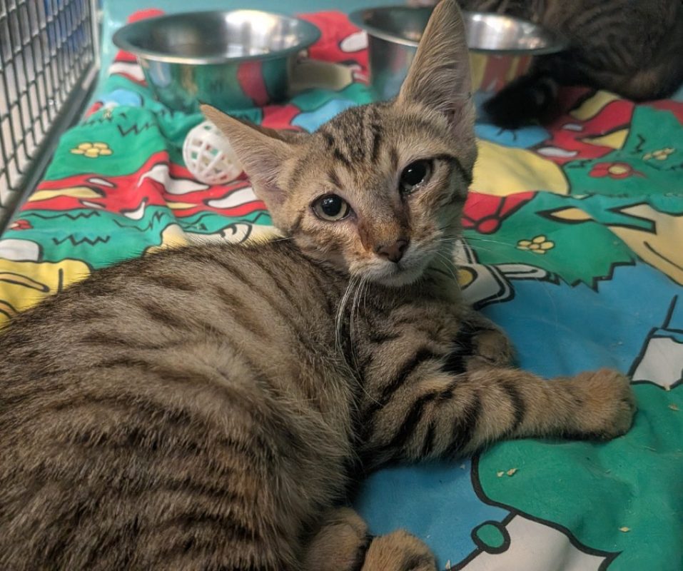 Eddie - Chat Européen à adopter