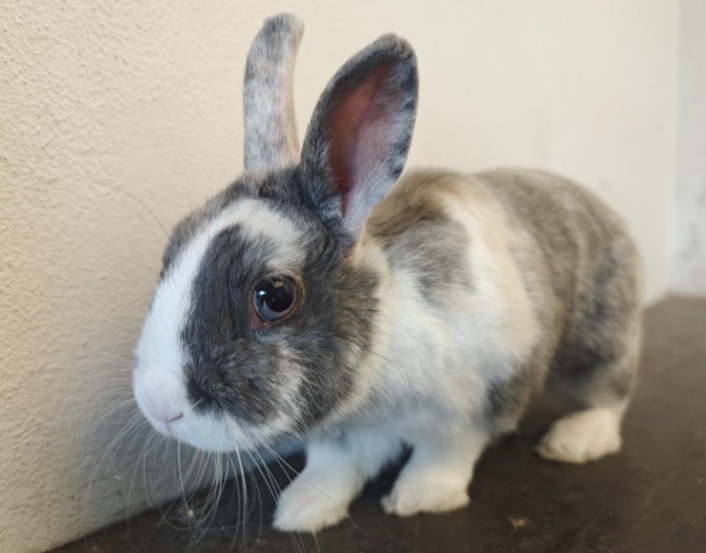 Gribouille - Rongeur Lapin à adopter