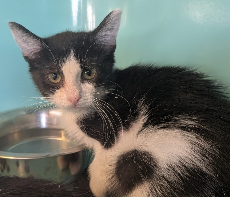 Bulle - Chat Européen à adopter