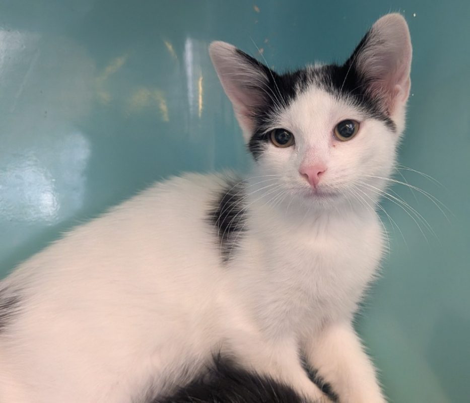 Biscuit - Chat Européen à adopter