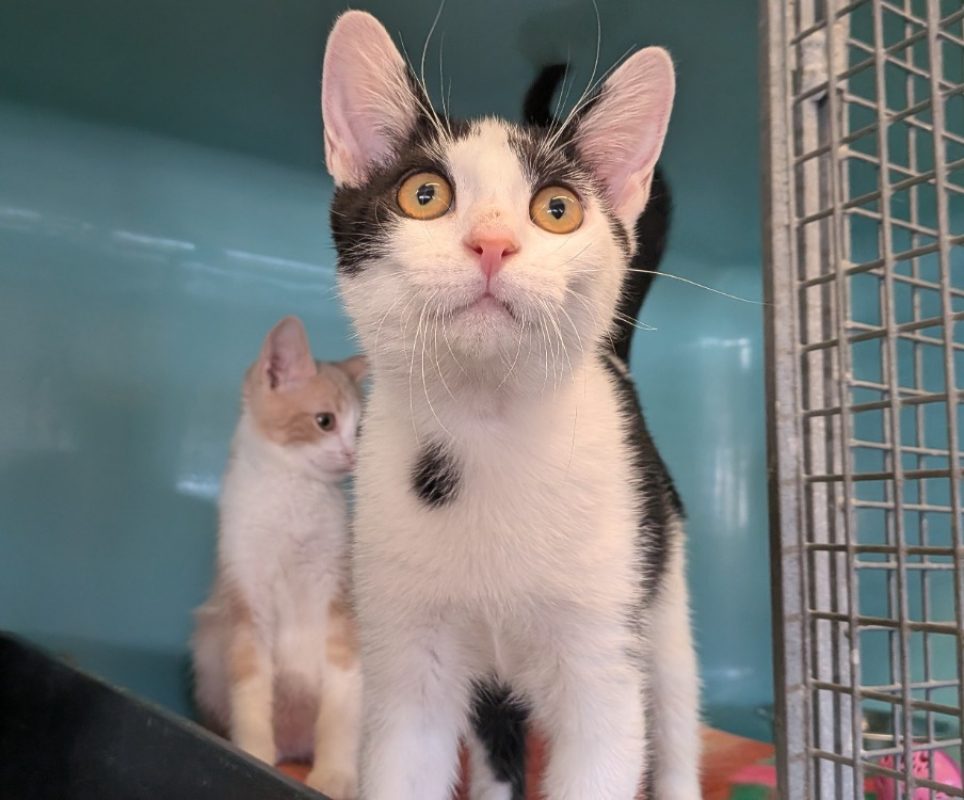Darko - Chat Européen à adopter
