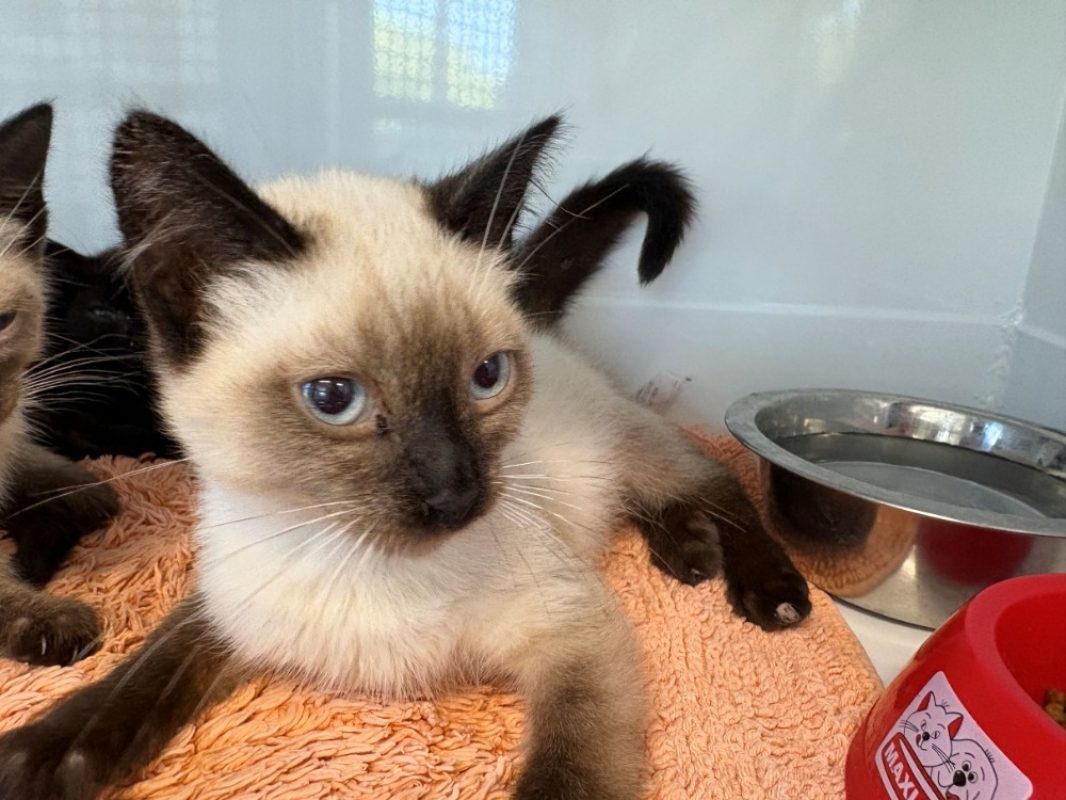 Doudou - Chat Européen à adopter