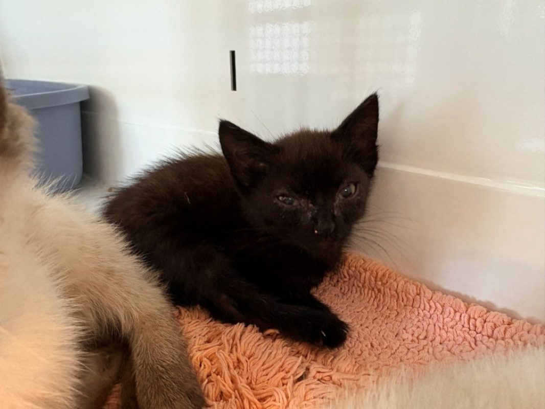 Noirette - Chat Européen à adopter