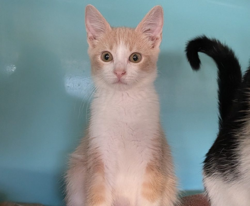 Naman - Chat Européen à adopter