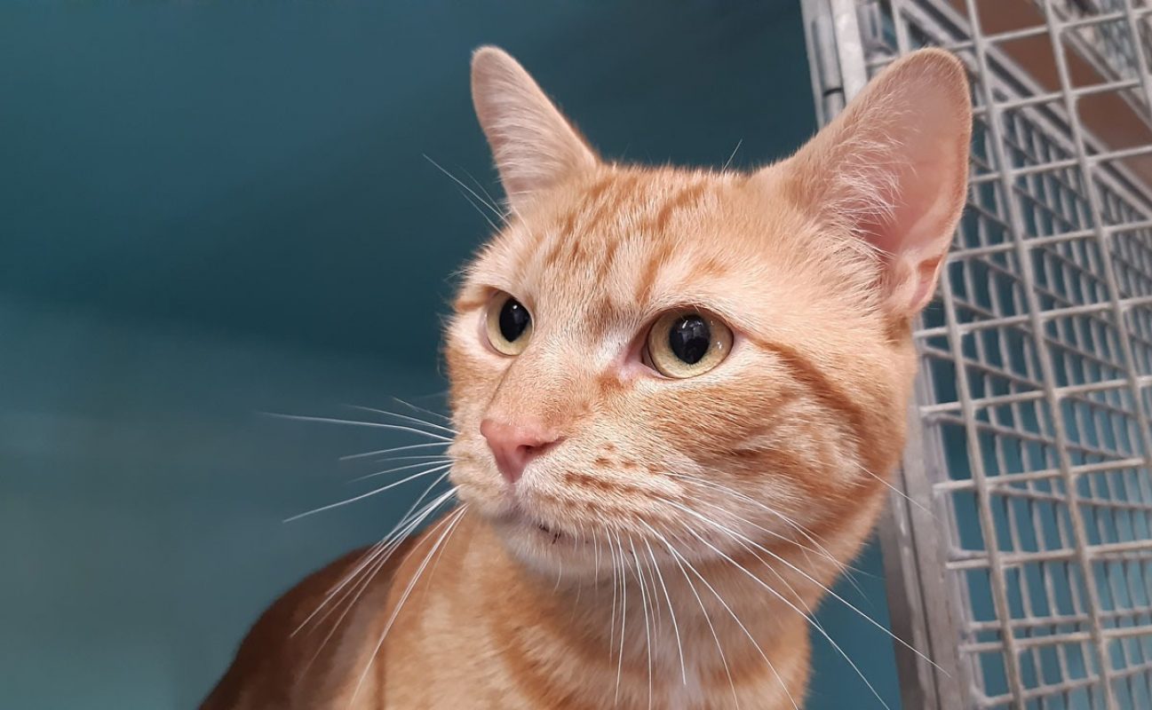 Tofu - Chat Européen à adopter
