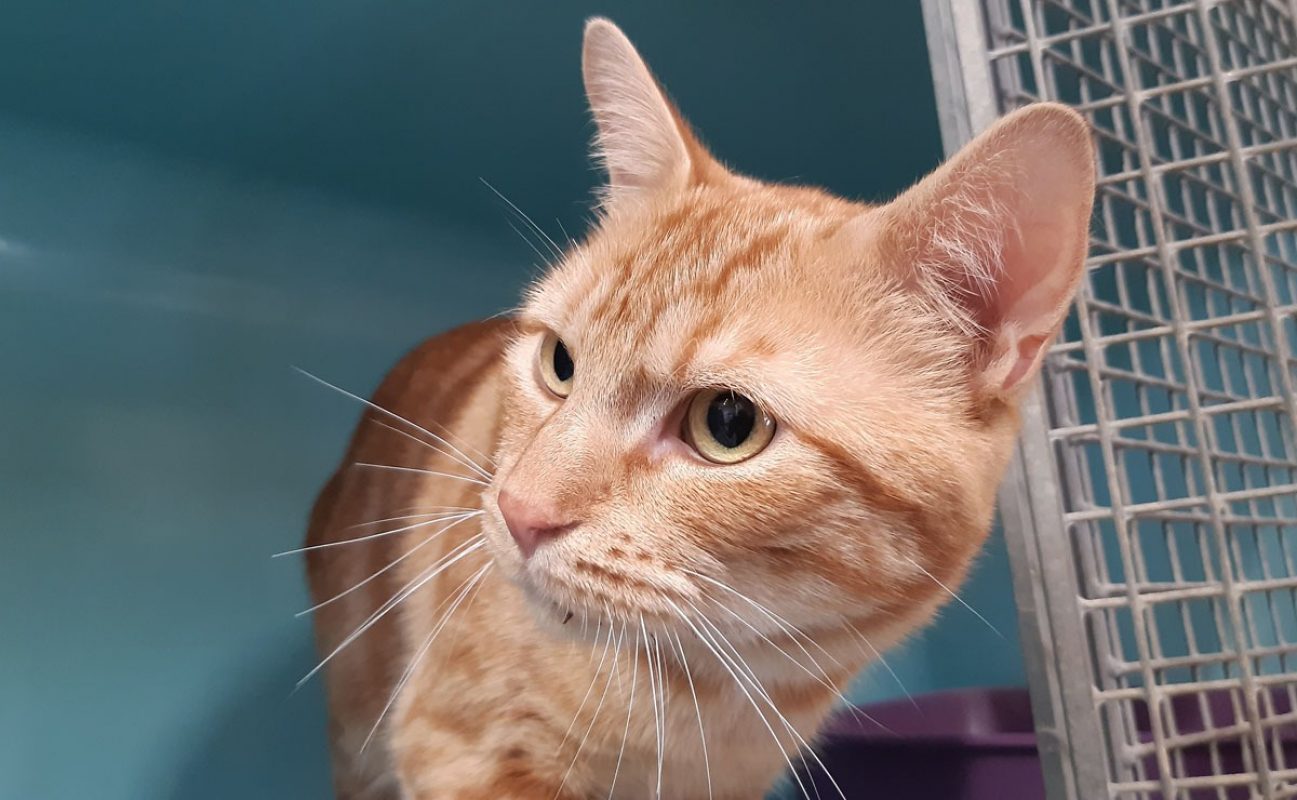 Tofu - Chat Européen à adopter - photo 4