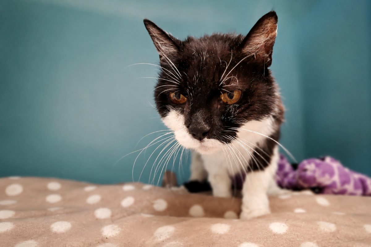 Mireille - Chat Européen à adopter