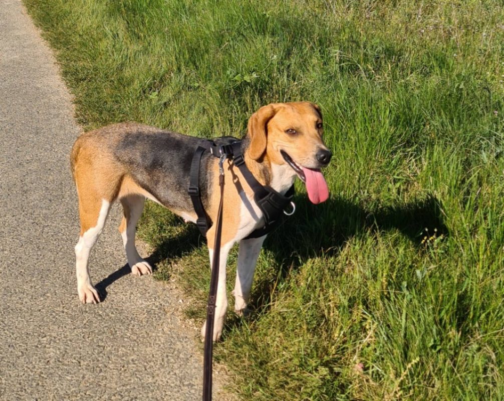 Uranie - Chien Beagle à adopter